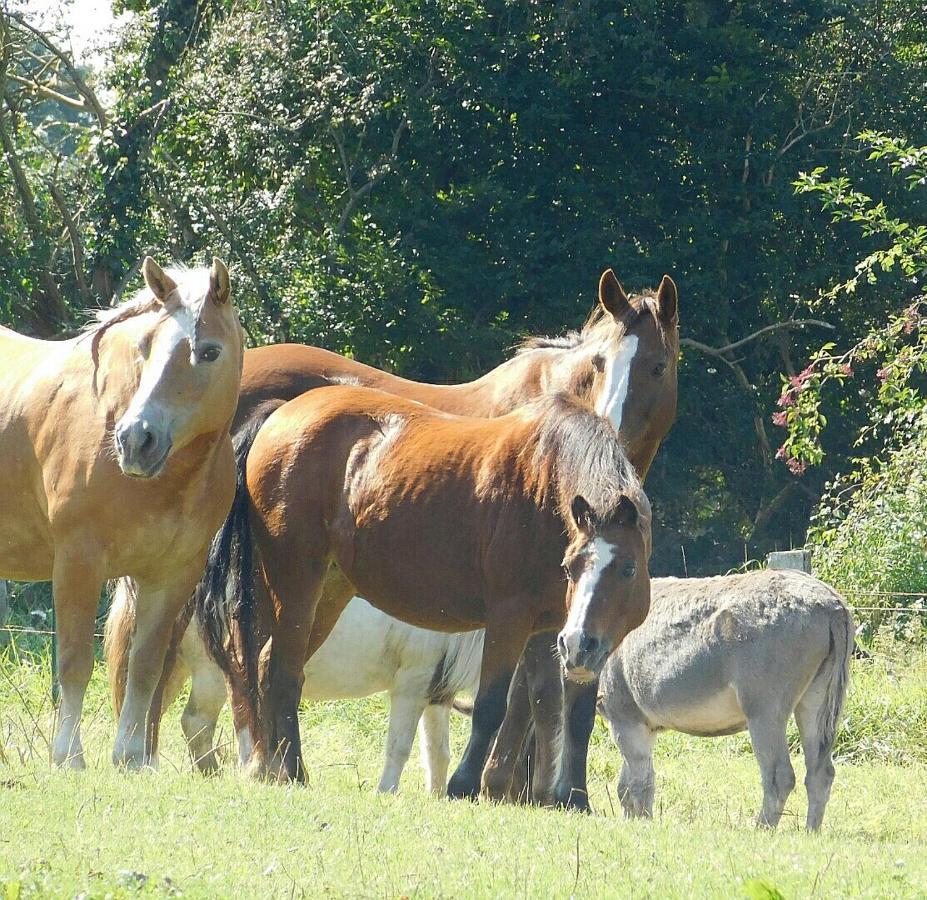 Ferienhof Stobbe Grube Exteriér fotografie